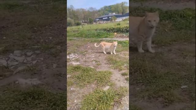 Как поживает Рыжик у Алеутов