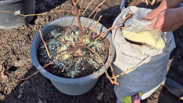 Голубика в Сибири. Как перезимовала, обрезка, первая подкормка.