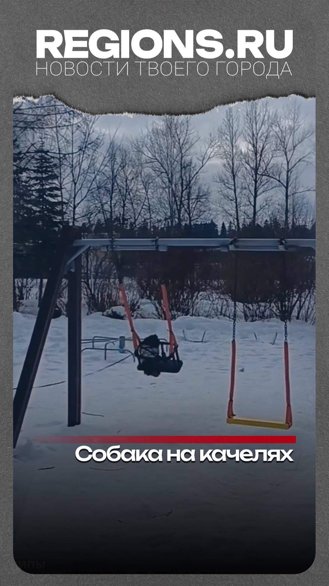 Собака на качелях