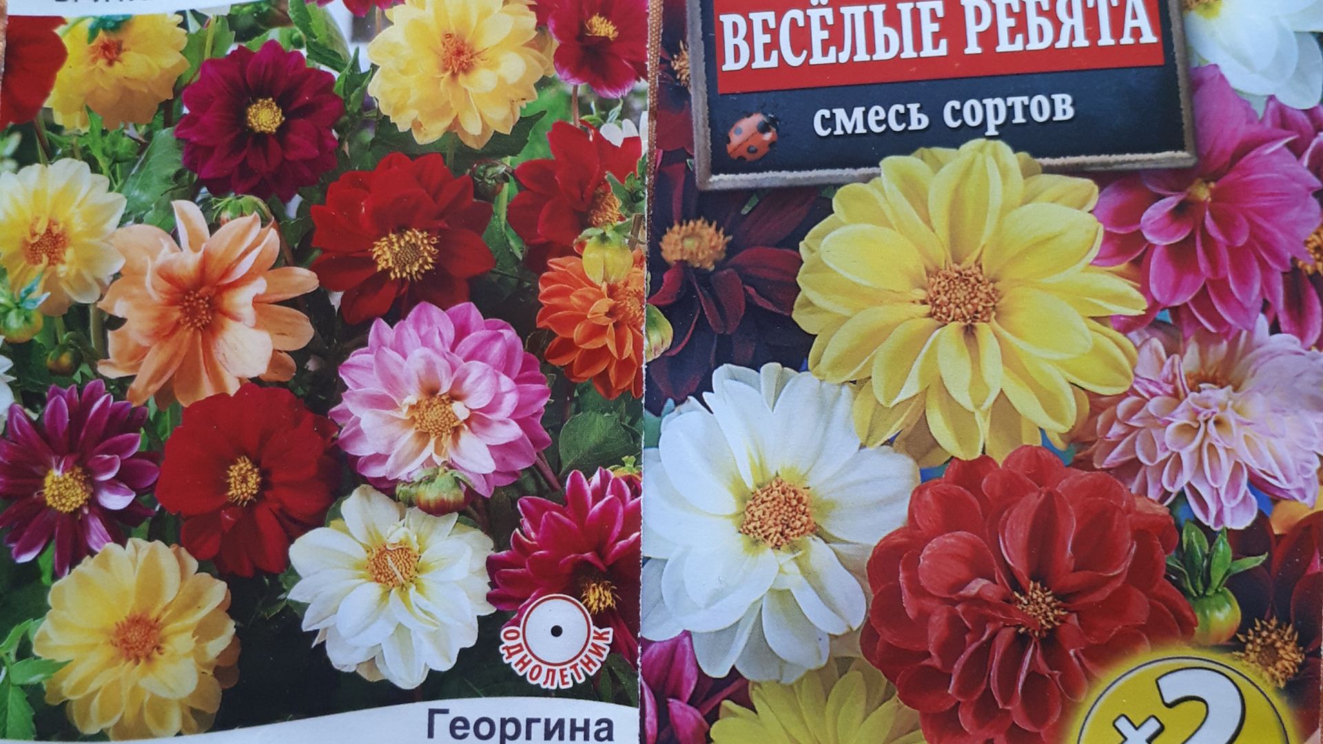 Черенкую георгин