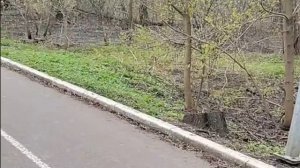 СХОДИЛ В БОЛЬНИЧКУ ПОКАЗАЛ ВАМ ПТИЧКУ