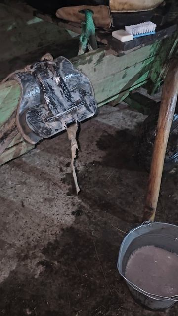 Куда сбрую после обучения