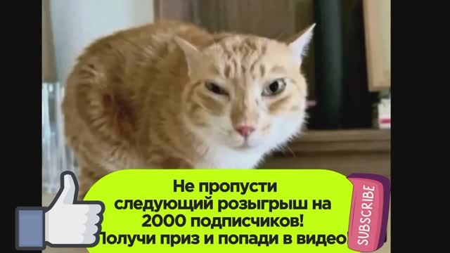 Розыгрыш подарка на 1000 видео на канале 🎁🎉🎭