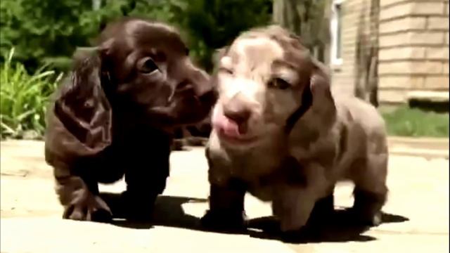 Заставка для видео Маленькие собачки № 549