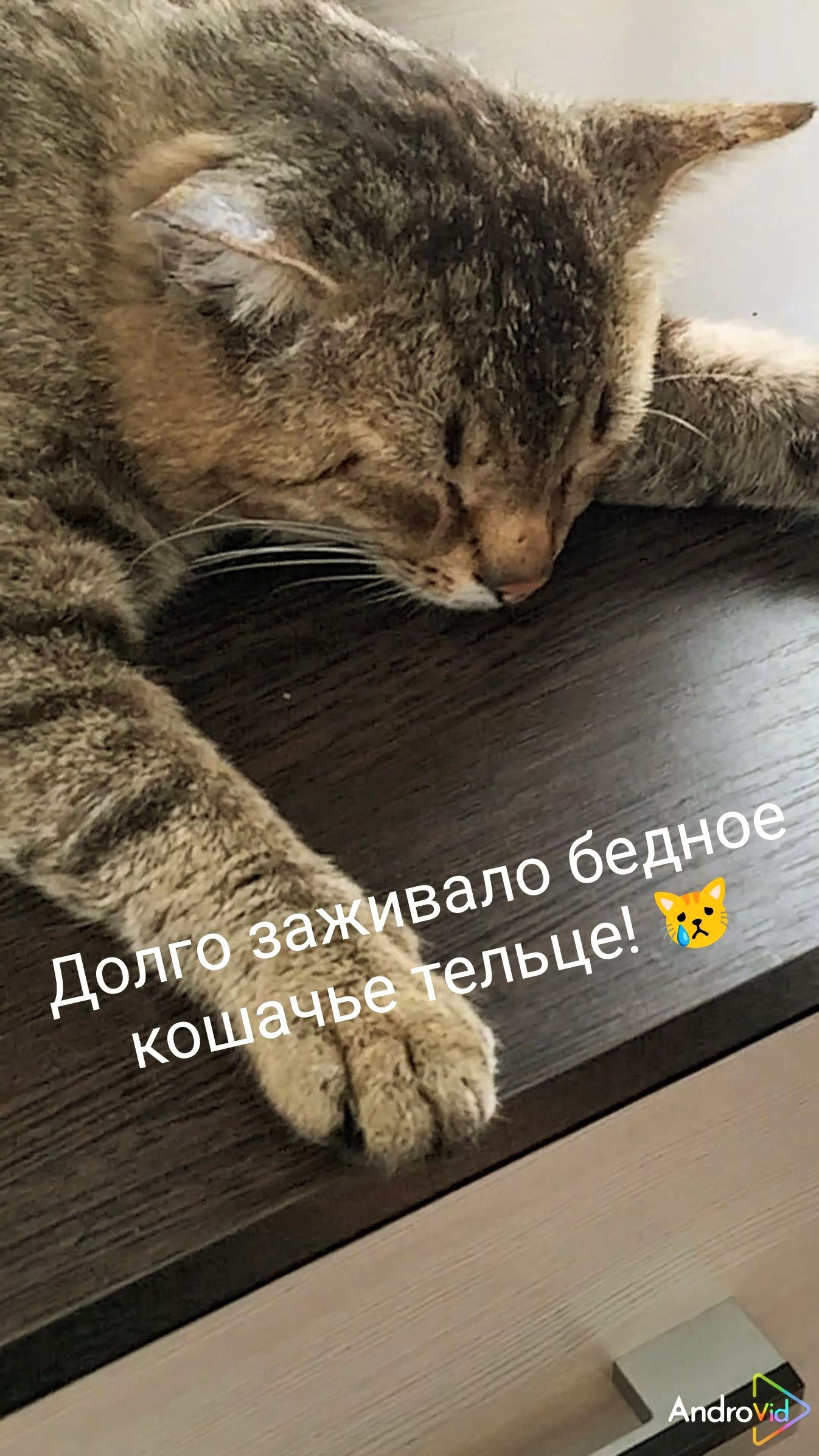 Пять месяцев, болели кошачьи раны! 😿 01-05-2026