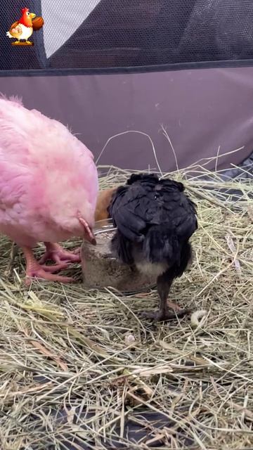 3 цыплёнка, 3 возраста, один бешеный аппетит 🐥 (13)