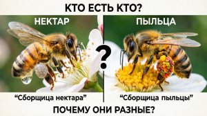 Почему одна пчела несёт нектар, а другая — пыльцу? Что управляет выбором? | Кашковский 🐝🤔