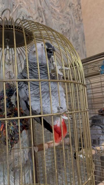 Попугай ПЕТЯ 🦜