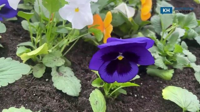 Обнинск украсят 90 тысяч цветов.