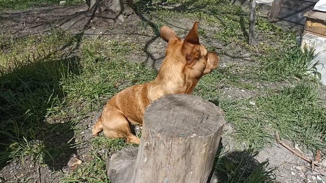 Не мешайте, я загораю!