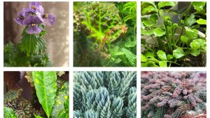 Купила «Головную боль»! Падеж рассады!