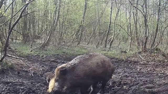 Видео фото ловушки кабанчики
