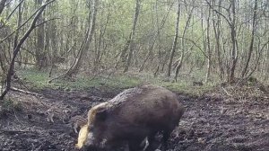 Видео фото ловушки кабанчики