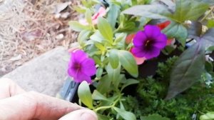 30.04.2026 / Прикупилась в «Цветочном дворике» / новые цветы в новы сезон