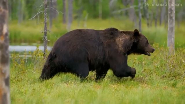 КАРЕЛИЯ. Документальный фильм.