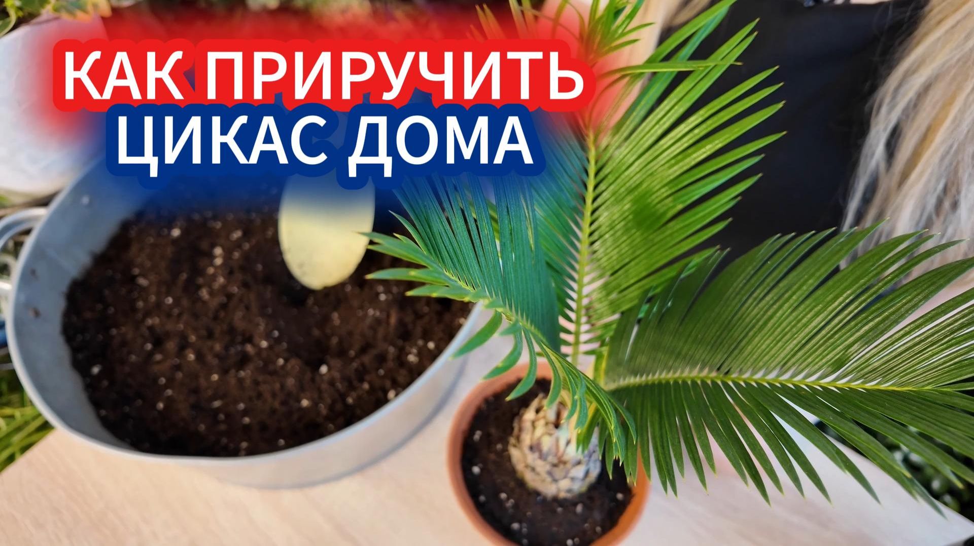 Растение из эпохи динозавров: как ухаживать за цикасом дома