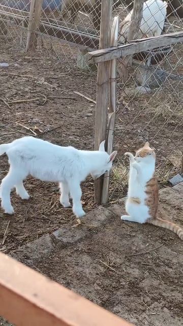 Video_2026-03-20_14-30-17