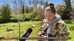 Канал ТВЦ рассказывает про малышей Тайгана и НОВОРОЖДЕННЫХ ВОЛЧАТ!