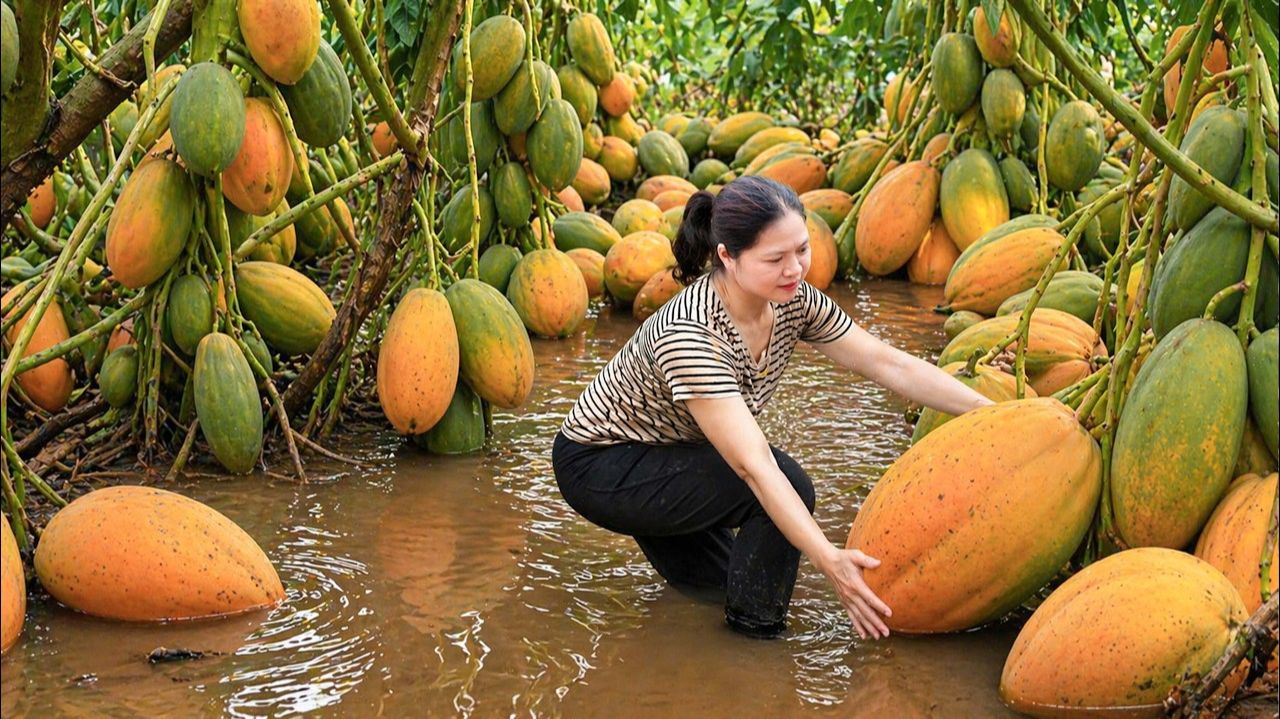 Сбор редкой папайи | Сбор свежей папайи | Рецепт салата из деревенской папайи.