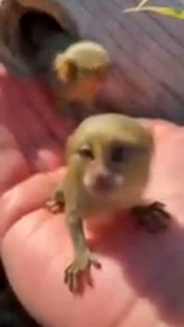 Ксантониктибус - крайне милое существо, в которое невозможно не влюбиться 🤗