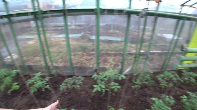 Эксперимент с томатами начался