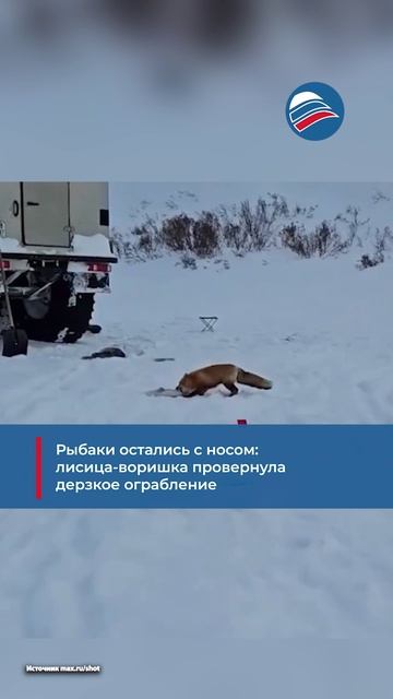 Рыбаки остались с носом: лисица-воришка провернула дерзкое ограбление