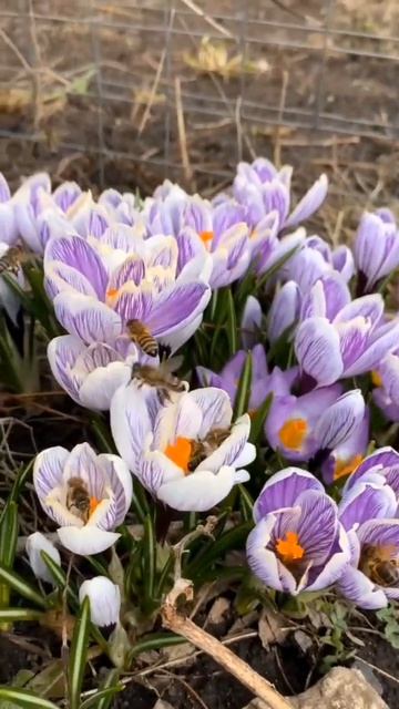 Стих девятый