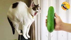 277 Веселых моментов с кошками и собаками 2026😼🐶Постарайся не смеяться😜