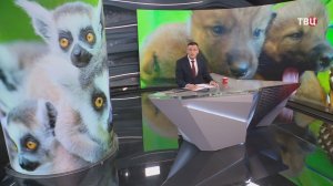 Весеннее пополнение в парке «Тайган»: на свет появились волчата, львята, муфлоны