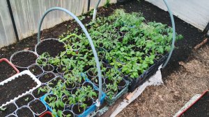 Раньше такой болезни у томатов не было 30 апреля вся рассада для огорода!