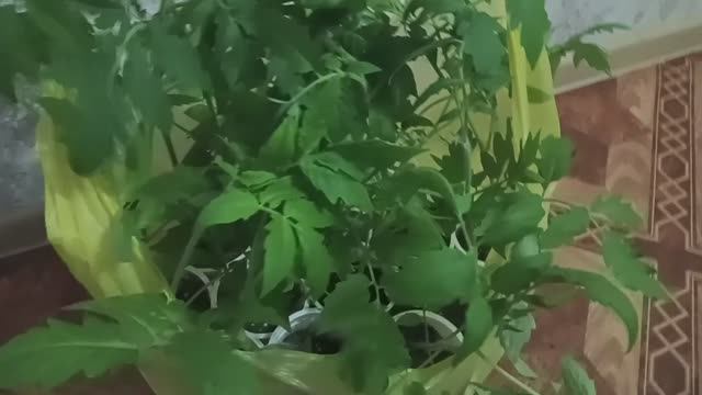 Собираюсь на дачу /рассада просится в теплицу