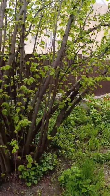 Фундук Трапезунд.Тридцатилетний гигант в начале сезона.Готовим тару для урожая!