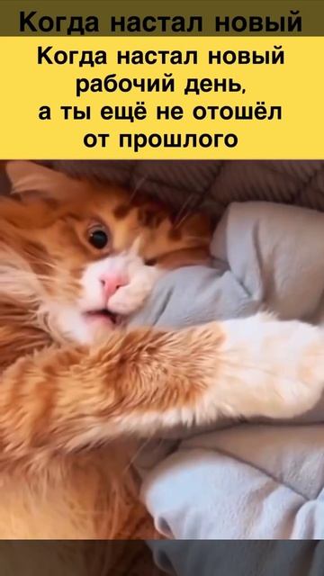 Утро нового рабочего дня