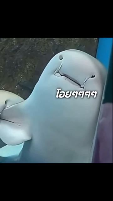 Акулья любовь