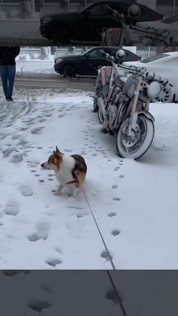 Снег и Жора 27 апреля Весна #снегвесной #прогулка