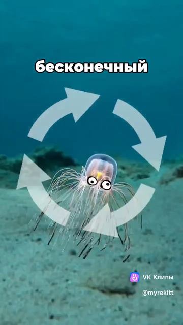 ТОП 4 животных чья жизнь тоска.