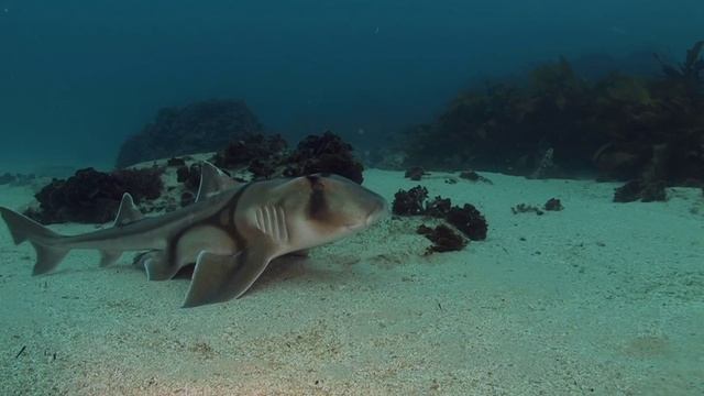 Австралиские акулы Порт Джексона