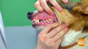 Собаке тоже надо чистить зубы! Доброе утро. Фрагмент выпуска от 30.04.2026