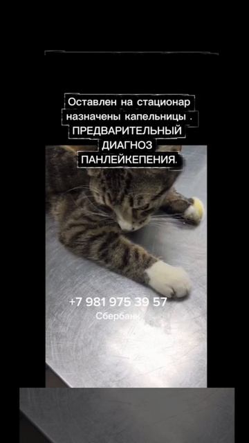 СПб и Лен.обл.
Каспер в беде!
Малыш с улицы...

😰Мы недавно спасали котят из коллектора узла.