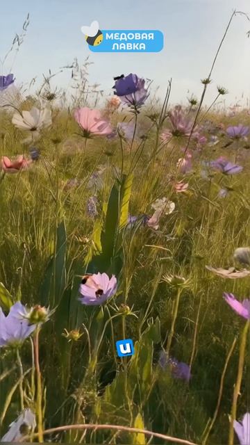 Секретный ингредиент в улье, который ДОРОЖЕ золота! 🐝💰 #пчелы #факты #здоровье #мёд #пчеловодство