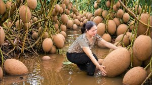 Сбор редких плодов саподиллы на продажу | Традиционная деревенская кухня со свежей саподиллой.