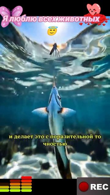 Животные приколы и не только😅