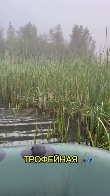 Трофейная рыба 🎣