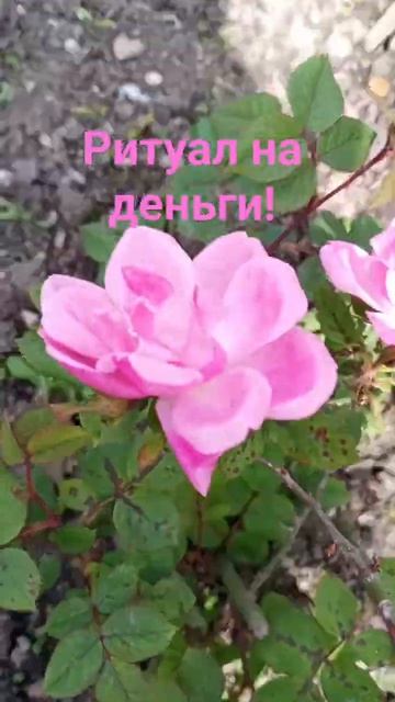 Астропрогноз на Бельтайн