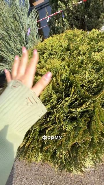 Идеальная туя для ленивого сада ✨🌲