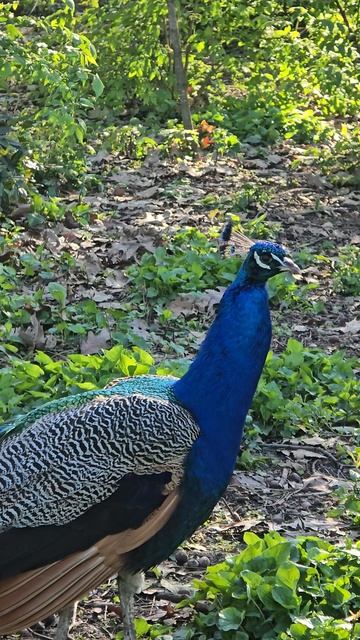 Великолепный!