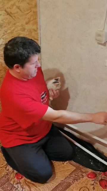 Котёнок помогает красить стену.