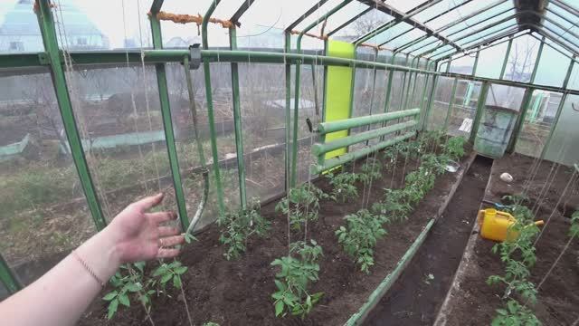 Эксперимент с томатами начался