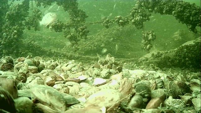 1000016478.mp4Волга гл.2м.30.04.2026г.