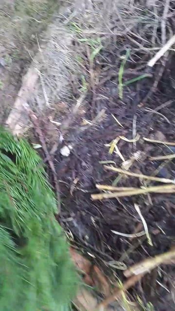 Крупнолистная гортензия после зимы